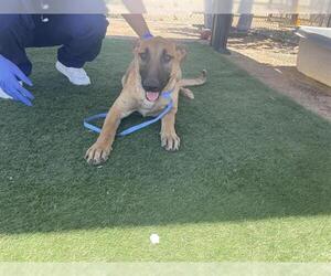 Mutt Dogs for adoption in HESPERIA, CA, USA