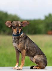 Chihuahua-Unknown Mix Dogs for adoption in Ashland, WI, USA