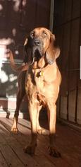 Bloodhound Dogs for adoption in Las Vegas, NV, USA