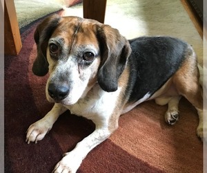 Bagle Hound Dogs for adoption in Glen Haven, WI, USA