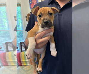 American Pit Bull Terrier-Black Mouth Cur Mix Dogs for adoption in Holly Springs, NC, USA