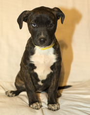 Medium Photo #1 Boxer-Unknown Mix Puppy For Sale in Santa Fe, TX, USA
