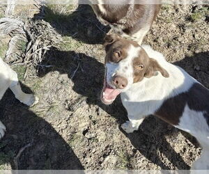 Brittany-German Shorthaired Pointer Mix Dogs for adoption in Curwensville, PA, USA