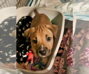 American Staffordshire Terrier-Unknown Mix Dogs for adoption in Minneapolis, MN, USA