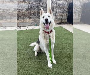 Gerberian Shepsky Dogs for adoption in Elk Grove, CA, USA