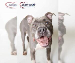 American Pit Bull Terrier Dogs for adoption in Alexandria, VA, USA