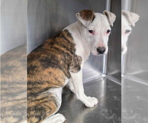 American Pit Bull Terrier-Pointer Mix Dogs for adoption in Lakewood, CO, USA