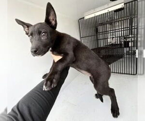 Labrador Retriever Dogs for adoption in Houston, TX, USA