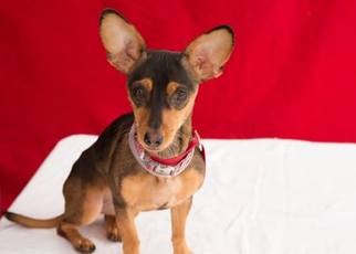 Chiweenie Dogs for adoption in Pasadena, CA, USA