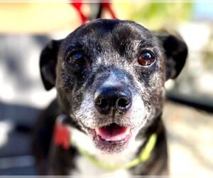 Chihuahua-Unknown Mix Dogs for adoption in Lake Forest, CA, USA