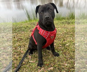 Bulldog-Labrador Retriever Mix Dogs for adoption in Tarrytown, GA, USA