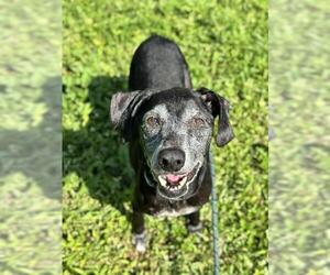 Labrador Retriever Dogs for adoption in Fort Lauderdale, FL, USA