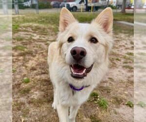 Huskies -Unknown Mix Dogs for adoption in Aurora, CO, USA