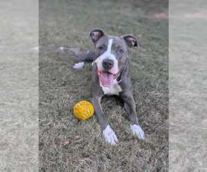 American Pit Bull Terrier-Unknown Mix Dogs for adoption in Raleigh, NC, USA