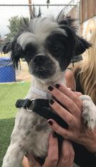 Shih Tzu Dogs for adoption in West Hollywood, CA, USA
