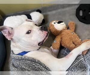 Mutt Dogs for adoption in Redwood City, CA, USA