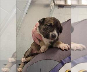 Labrador Retriever-Unknown Mix Dogs for adoption in Houston, TX, USA