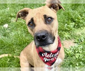 Boxer-Unknown Mix Dogs for adoption in Pueblo, CO, USA