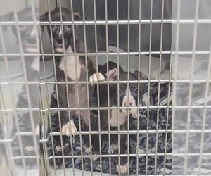 Mutt Dogs for adoption in Decatur, IL, USA