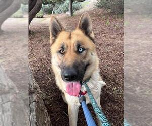 German Shepherd Dog-Siberian Husky Mix Dogs for adoption in Santa Barbara, CA, USA