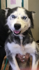 Siberian Husky Dogs for adoption in Amarillo, TX, USA