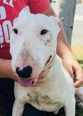 Bull Terrier Dogs for adoption in Lake Forest, CA, USA
