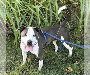 Staffordshire Bull Terrier Dogs for adoption in Martinsburg, WV, USA