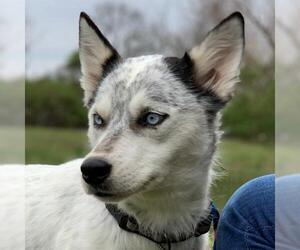 Siberian Husky Dogs for adoption in Omaha, NE, USA