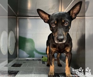 Chipin Dogs for adoption in Washington, DC, USA