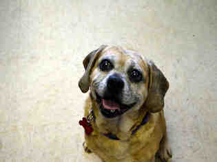 Puggle Dogs for adoption in Olathe, KS, USA
