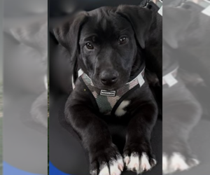 Labrador Retriever-Unknown Mix Dogs for adoption in Holly Springs, NC, USA