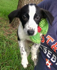 Small Border Collie-Coonhound Mix