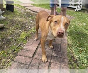 American Pit Bull Terrier Dogs for adoption in Houston, TX, USA