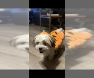 Shih Tzu-Unknown Mix Dogs for adoption in San Antonio, TX, USA
