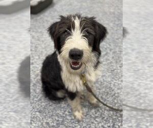 Australian Shepherd-Irish Wolfhound Mix Dogs for adoption in Bemidji, MN, USA