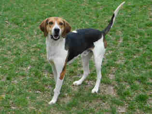 Treeing Walker Coonhound Dogs for adoption in Belleville, IL, USA