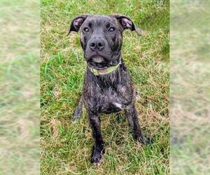 American Pit Bull Terrier Dogs for adoption in Akron, OH, USA