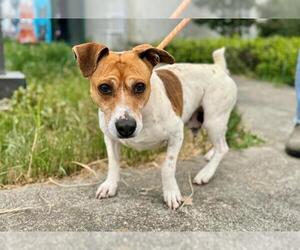 Parson Russell Terrier Dogs for adoption in Santa Rosa, CA, USA