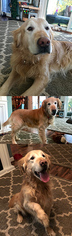 Golden Retriever Dogs for adoption in Chantilly, VA, USA