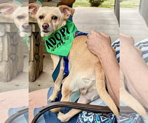 Chihuahua-Unknown Mix Dogs for adoption in Mount Airy, NC, USA