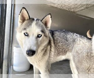 Siberian Husky Dogs for adoption in San Bernardino, CA, USA