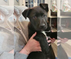 Labrador Retriever-Unknown Mix Dogs for adoption in Doylestown, PA, USA