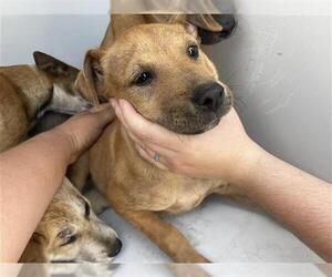 Labrador Retriever-Unknown Mix Dogs for adoption in Houston, TX, USA