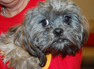 Medium Photo #1 ShiChi Puppy For Sale in Garner, NC, USA