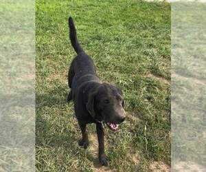 Labrador Retriever Dogs for adoption in Glen Haven, WI, USA