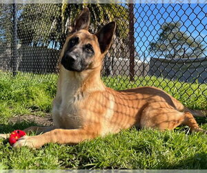 Mutt Dogs for adoption in Santa Cruz, CA, USA