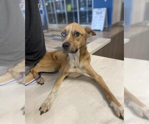 Catahoula Leopard Dog-Unknown Mix Dogs for adoption in Baytown, TX, USA