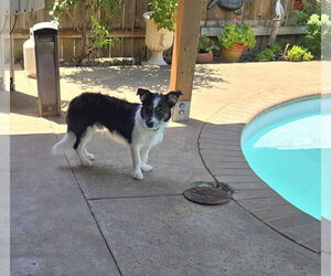 Border Collie-Unknown Mix Dogs for adoption in Woodland, CA, USA