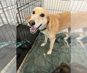 Mutt Dogs for adoption in Melrose, FL, USA