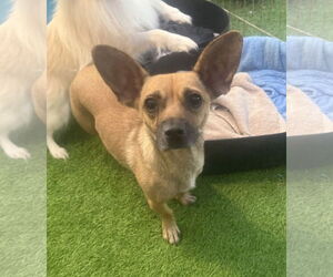 Chiweenie Dogs for adoption in Imperial Beach, CA, USA